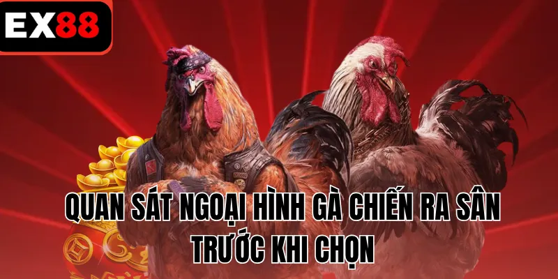 Quan sát ngoại hình gà chiến ra sân trước khi chọn